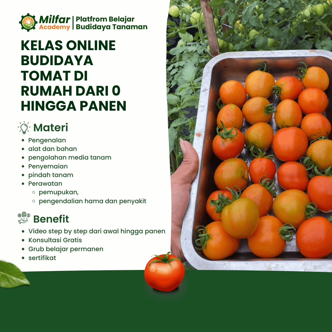 Pelatihan Tomat dari 0 Sampai Panen